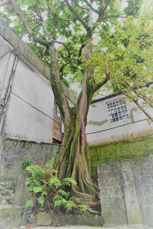 Literature River Bank 文學河岸 民宿 Hualien City Ngoại thất bức ảnh